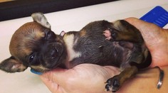 Chýbajú jej dve nohy, ale chodí. Vďaka tomuto geniálnemu vynálezu