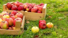 Bravčová panenka na zelerovo-kalerábovej roláde