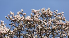 Čo vám ako prvé napadne, keď sa povie slovo "jarný"?