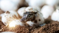 Skákali zo stromov ako leopardy. Unikátny objav odhalil život krokodílov spred 55 miliónov rokov