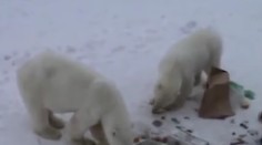 Na súostroví Nová Zem vyhlásili pre inváziu agresívnych ľadových medveďov stav núdze