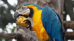 V Rožňave naháňali hasiči vzácneho papagája za 1500 eur. Dopadlo to zle