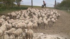 Mladých bačov je na Slovensku málo. Títo sú svetlou výnimkou