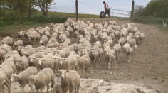 Mladých bačov je na Slovensku málo. Títo sú svetlou výnimkou