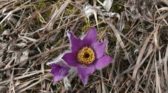 FOTO: Prírodu zmiatlo teplé februárové počasie. Kvetinky už vykvitli aj pod Tatrami