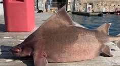 Bizarný tvor zo Stredozemného mora spôsobil ošiaľ. Zboku pripomína žraloka, hlava je však iná