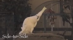 Papagáj prekvapil vedcov. Toľko tanečných pohybov nemal v repertoári ani Michael Jackson