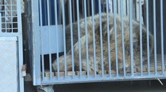 Porodila ho medvedica zachránená z voľnej prírody. Obľúbený medveď opustil košickú zoo