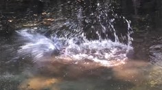 Kto z koho. Súboj aligátora a pytóna, ktorý sa len tak ľahko nevidí