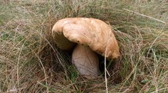 Na Liptove začali rásť megadubáky