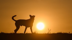 Čaká nás najdlhší deň v roku. Žiaľ, už zajtra sa začnú dni skracovať