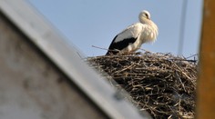 Bocian Gabi prežil na skládke odpadu v Michalovciach celú zimu. Ochranári krútia hlavou