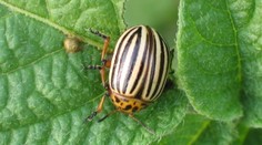 Povery alebo fakty? Rady, ako spolu sadiť rastliny, aby sa navzájom chránili