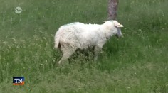 Vlčia svorka útočila na ovce