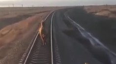 VIDEO: Vlak mal hodinové meškanie. Tvrdohlavé zviera odmietlo zísť z koľajníc