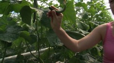 Tesco začalo predávať krivú zeleninu. Boli sme sa na ňu pozrieť