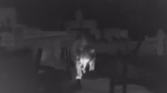 Starosta Ružomberka je zúfalý, medvede začali ničiť ďalšie cintoríny. Žiada radikálne riešenie