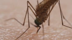 Cestovanie prináša riziká: Odborníčka varuje, čo všetko môžu spôsobiť parazity