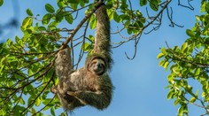 Hrozí, že sa stanú obeťami globálneho otepľovania. Leňochy sú príliš pomalé na to, aby zvládli klimatické zmeny