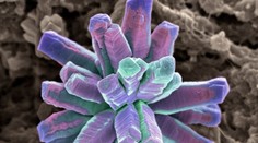 Vyzerá to ako z inej planéty, ale všetci to máme v ústach