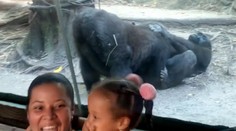 VIDEO: Návštevníci zoo neverili vlastným očiam. Gorily sa pred ich zrakmi začali oddávať radovánkam