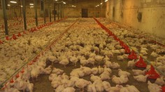 Ochranári zverejnili investigatívne zábery z priemyselných chovov hydiny na mäso