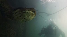 Tvárou v tvár obrovskej anakonde. Potápač vliezol tam, kam by sa odvážil málokto