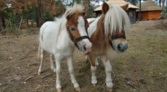 Poriadne ródeo na Farme: Poníky si robia z ľudí dobrý deň