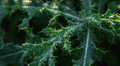 Tropický deň aj ranné mrazy. Víkend prinesie mierne ochladenie