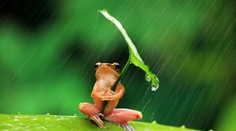 Prvý jarný deň bude slnečný, ale veterný