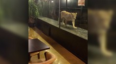 VIDEO: Krutosť marketingu v praxi. Lev v kaviarni vyvolal medzinárodné pobúrenie