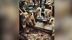 FOTO: Šokujúce zábery z útulku pri Dudinciach. Zvieratá tam žili v horších podmienkach ako na ulici