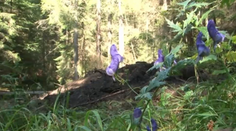 Vykopali ďalšiu obeť mafiánskych vrážd! Miesto hrobu prezradil Mikuláš Černák