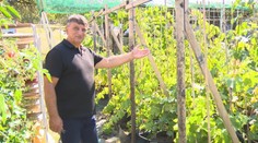 Jeho záhrada pripomína vinohradnícke arborétum. Pestovateľ zo Šiah má viac ako tisíc odrôd hrozna