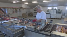 Hydinári sa búria: Vajíčka v obchodoch majú prejsť veľkou reformou