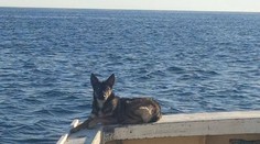 Bojovníčka! Polročné šteňa sa stratilo v mori, vrátilo sa po piatich týždňoch