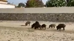 VIDEO: Strach na viacerých plážach Španielska. Stádo diviakov tam ohrozuje dovolenkárov