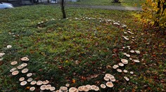 Pred domovom seniorov vyrástol „magický kruh“ z húb. Z kuriozity sa stala atrakcia