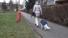 Svojho psa už môžete nielen obliecť, ale aj obuť