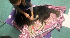 Z hrobu sa vyhrabal po niekoľkých dňoch. Českom otriasol prípad psa, ktorý prežil vlastnú smrť