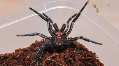 FOTO + VIDEO: Austrália má nového rekordéra medzi pavúkmi. Je najväčší a najjedovatejší na celom kontinente