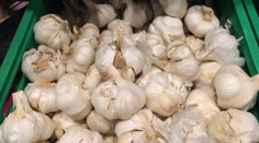 Ani tento rok nenájdete na pultoch supermarketov slovenský cesnak