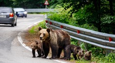 V obci neďaleko Prievidze videli niekoľko medveďov. Polícia radí rozmyslieť si prechádzky v prírode