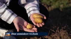 Zber zemiakov vrcholí