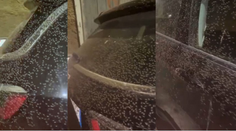 Talianske mesto preslávené lagúnou a pieskovou plážou terorizujú roje mušiek. Podnikatelia sú zúfalí