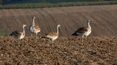 Jeden z najvzácnejších vtákov v Európe sa vrátil na Slovensko. Vo veľkom okupuje polia pri Bratislave