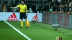 Zatúlaná mačka vyšla Besiktas poriadne draho, takúto pokutu klub dostal od UEFA