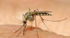 Komáre nás toto leto neotravujú. Tu je vysvetlenie