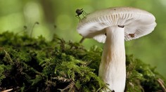 Tento rok bola jedna z najhorších hubárskych sezón za ostatných desať rokov