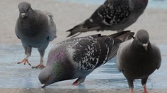 Mesto na juhu Slovenska sa chce zbaviť holubov. Odchytia ich a vypustia desiatky kilometrov od domova